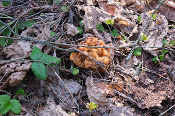 Morchella esculenta mushroom