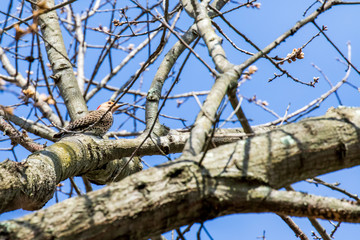 northern flicker