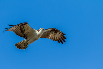 osprey in flight