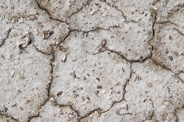 dry cracked soil, textured background near a salty lake in the summer