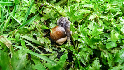 One  big Snail moving slowly between grass green leaves in the
summertime, vet grass
