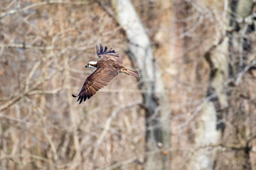 osprey in flight