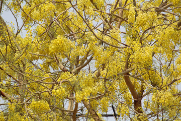 Flowers of Cassia fistula, commonly known as golden shower, purging cassia, Indian laburnum, or pudding-pipe tree, is a flowering plant in the subfamily, Caesalpiniaceae of the legume family.