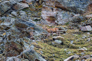 Cervi in Val Grande (BS)