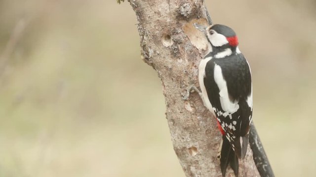 A woodpecker pecking on tree in slow motion.