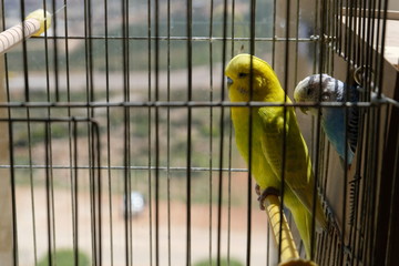 bird, cage, yellow, animal, window, parrot, prison, green, nature, pet, fence, white, beak, wildlife, cell, door, colorful, building