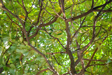 green leaves background
