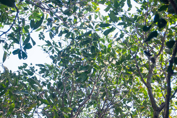 green leaves background