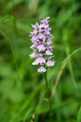 A blooming snapdragon on green meadow