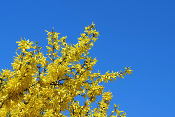 Beautiful yellow broom / genista in the corner in front of blue sky
