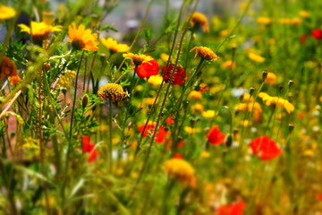 flower, yellow, nature, flowers, garden, summer, spring, plant, blossom, green, floral, daisy, dandelion, bloom, beauty, field, flora, petal, color, bright, meadow, beautiful, chrysanthemum, natural, 