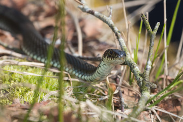 grass snake