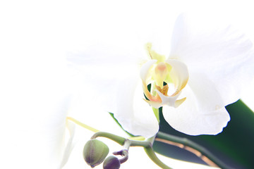 Naklejka na ściany i meble abstract white orchid with free space for text