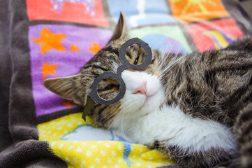 Katze mit Brille
