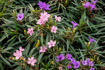 Beautiful pink and purple Mexican petunia flower in a garden.(Ruellia simplex) Also known Mexican bluebell or Britton's wild petunia.