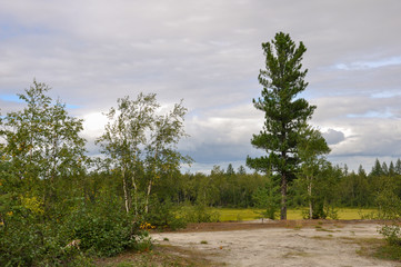 Birch grove and bright blue sky. Green trees in the summer forest. Travel on nature. Landscapes, North