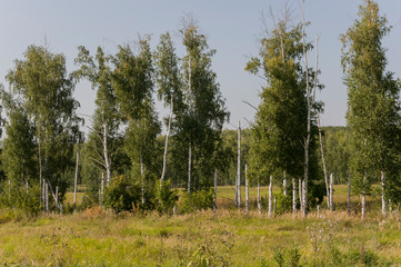 Obraz premium Birch grove and bright blue sky. Green trees in the summer forest. Travel on nature. Landscapes, North