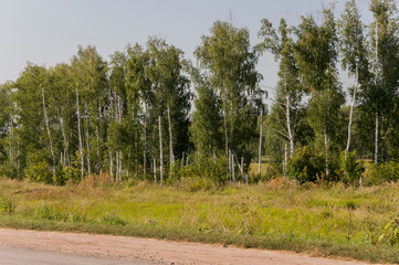 Birch grove and bright blue sky. Green trees in the summer forest. Travel on nature. Landscapes, North