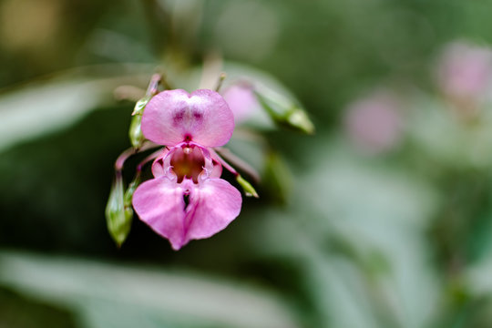 The blossom of an Indian Balsam