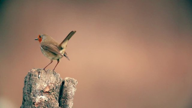 Lovely European Robin on a branch watching in slow motion