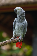 Parrot sits on the dry tree with natural urban background