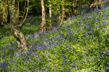 Bluebell Woods close up low level image Panorama Purple Blue and Green Flowers