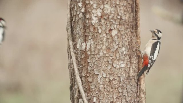 A Great Spotted Woodpecker defends its food against the threat of another bird in slow motion.