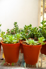 herbs in pots