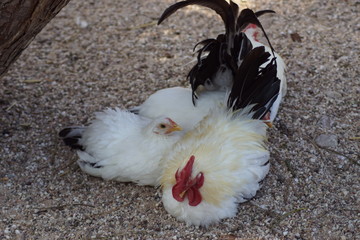 coq