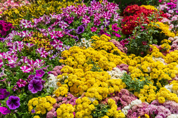 Big glade of the yellow asters and other flowers