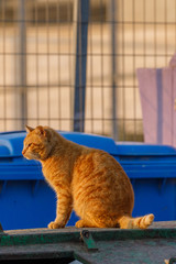 Red cat is sitting on the garbage can front of blue can at background at sunset