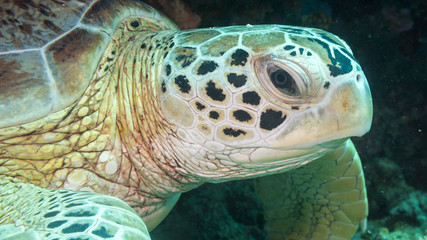 Cabeja y ojos de tortuga submarina