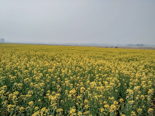 Obraz premium These are Mustard plants and sky,yellow flowers.