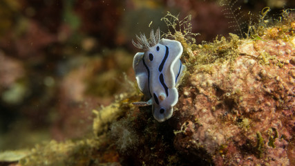 Peces exóticos de colores y formas extrañas en el fondo del mar, fotografía submarina, 