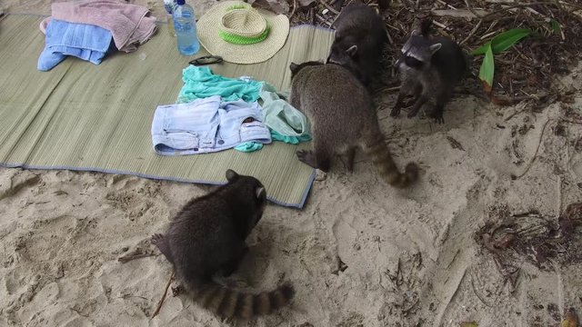 A flock of raccoons steals food on the beach.