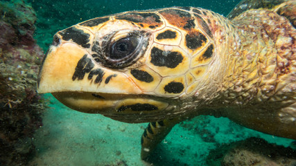 Cabeza y ojos de tortuga submarina