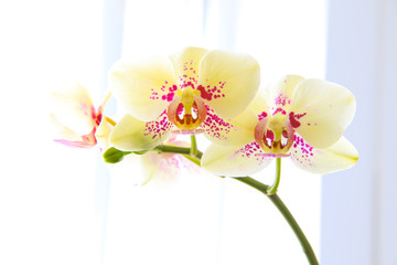 pink dotted yellow orchid blossom