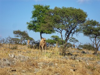 Camel in Salalah, Oman