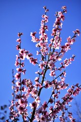 blooming peach flowers in april