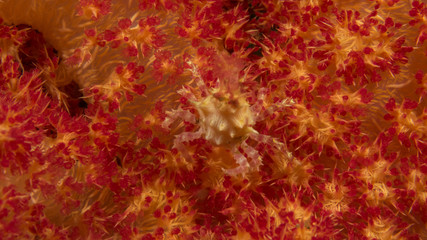 Peces ex&oacute;ticos de colores y formas extra&ntilde;as en el fondo del mar, fotograf&iacute;a submarina, 