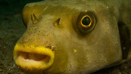 Peces ex&oacute;ticos de colores y formas extra&ntilde;as en el fondo del mar, fotograf&iacute;a submarina, 