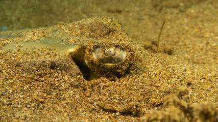 Peces exóticos de colores y formas extrañas en el fondo del mar, fotografía submarina, 