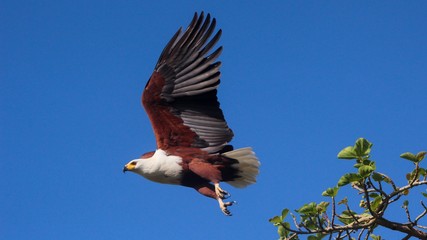 Ave exotica de la sabana africana