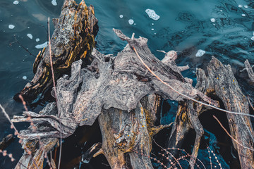 old tree root in the water with sea foam