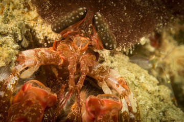 Peces exóticos de colores y formas extrañas en el fondo del mar, fotografía submarina, 