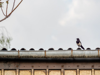 Pie sur une gouttière © Lenaick