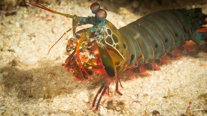 Peces exóticos de colores y formas extrañas en el fondo del mar, fotografía submarina, 