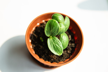 
new life sprouting sprouts