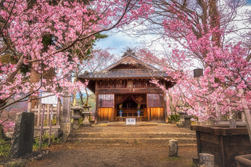 One of shrine at Takato Castle Ruins, Nagono Prefecture with Pink cherry blossoms in Japan. Popular sights for tourist for flower sightseeing. 