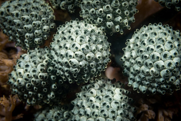 Peces, corales y amebas submarinas de colores y exoticas en el fondo del mar